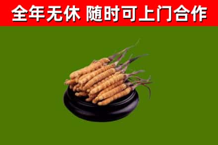 宏伟回收冬虫夏草